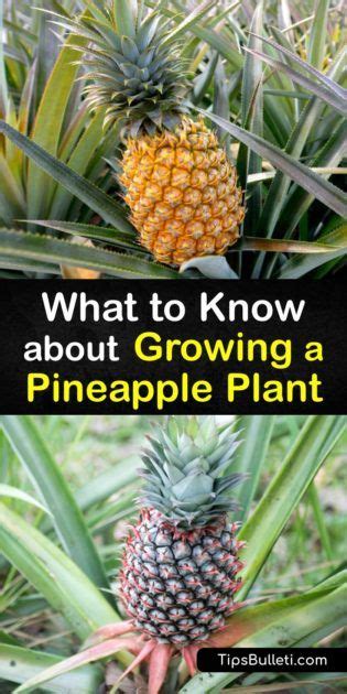 What To Know About Growing A Pineapple Plant Pineapple Planting