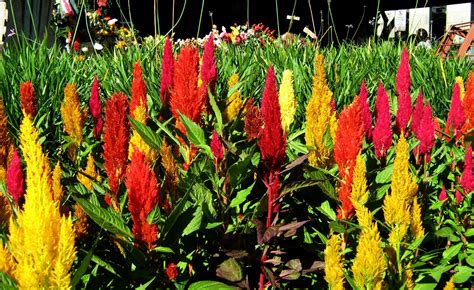 Discover thriving wildlife within the jungles, with howler monkeys, vibrant hummingbirds, beautiful flowers and plants. Free Flowers and plants Costa Rica 3 Stock Photo ...