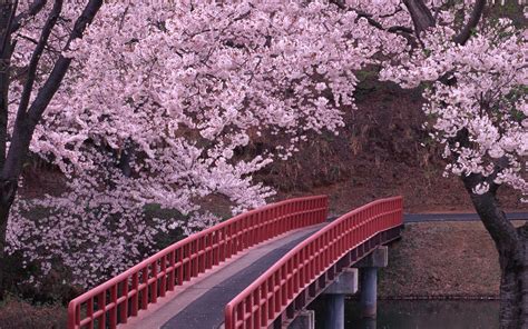 Japanese Cherry Blossom Wallpapers On Wallpaperdog