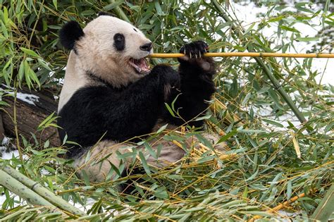 Großer Panda Tiergarten Schönbrunn