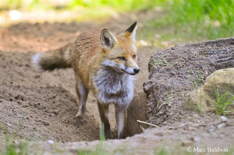 With the support of everyone the fox den will grow and become larger, and we will be able to provide more for the server. Red Fox Dens/Earths & Resting Sites | Wildlife Online