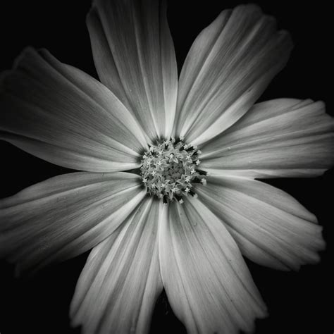 Free Images Wing Black And White Plant Flower Petal