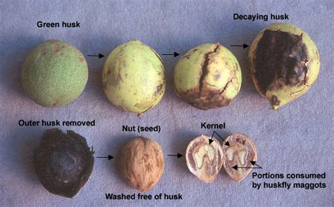 Have A Black Walnut Tree Here S How To Harvest Your Nuts Artofit