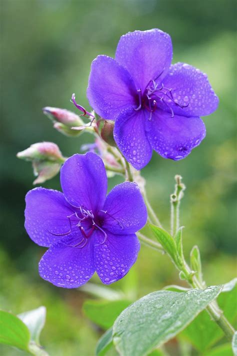 The biggest challenge in june is making sure to keep plants watered evenly. How to Care for a Tibouchina Plant | Hunker