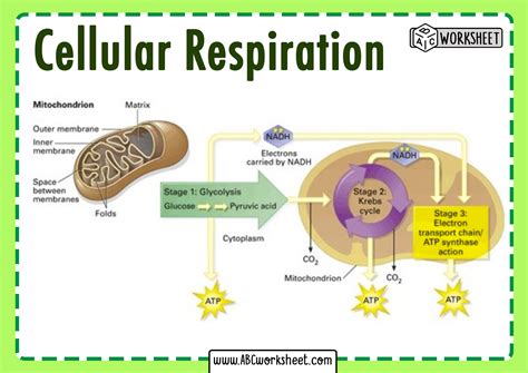Cellular Respiration Diagram Worksheet