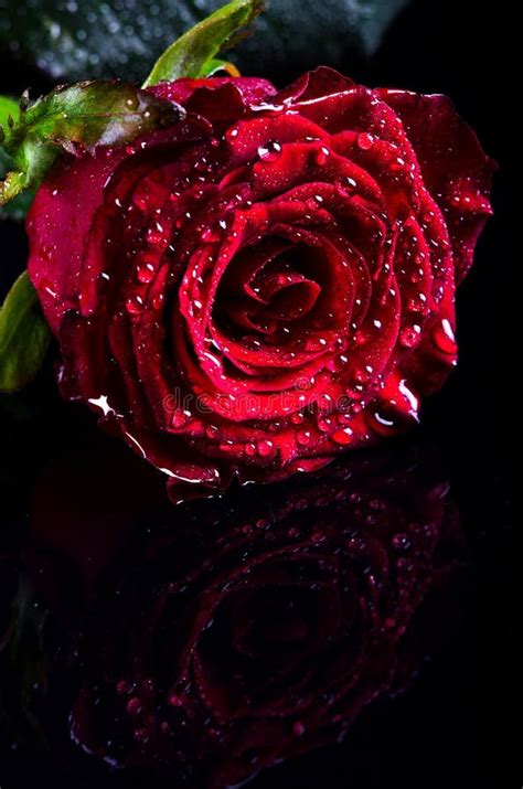 Red Rose With Water Drops On A Black Background Free Space For Stock