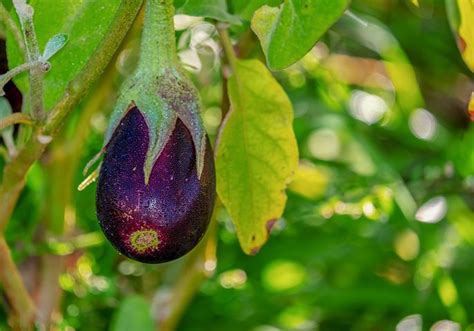500 Free Eggplant And Vegetables Photos