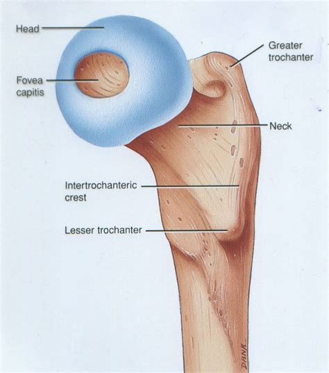 Relation between hip, knee, and ankle is mandatory in order to provide adequate lower extremity functions. Flashcards - Appendicular Skeleton - Function Scapular ...