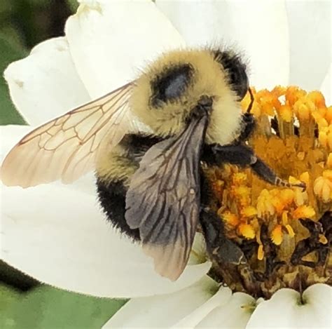 Half Black Bumble Bee Bees Of Chicago Wilderness · Inaturalist