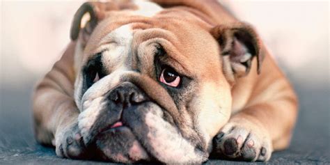 Since dogs don't sweat, they help to lower their body temperatures through panting. The Health Of English Bulldogs May Never Improve Due To ...