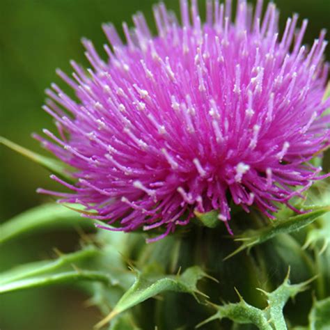 Milk Thistle Uses Benefits And Effects Blog Healthy Options
