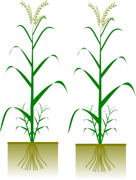 Rice Plants Clip Art At Vector Clip Art Online Royalty