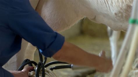 Woman Attaches Milking Machine Udder Of Cow Stock Footage Sbv