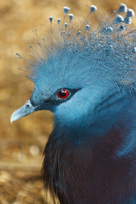 Profile Portrait Of A Blue Exotic Bird Free Image Download