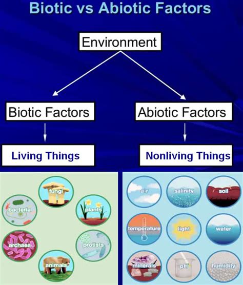 Biotic Parts Of An Ecosystem What Are Some Examples Of Biotic