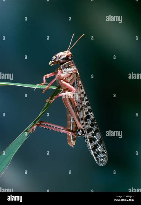 Desert Locust Schistocerca Gregaria Swarm Phase Stock Photo Alamy