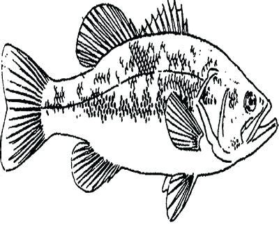 Largemouth Bass Coloring Pages at GetColorings.com | Free printable