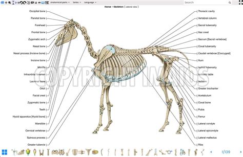 Horse Anatomy Animal Anatomy Dressage Videos Osteology Horse