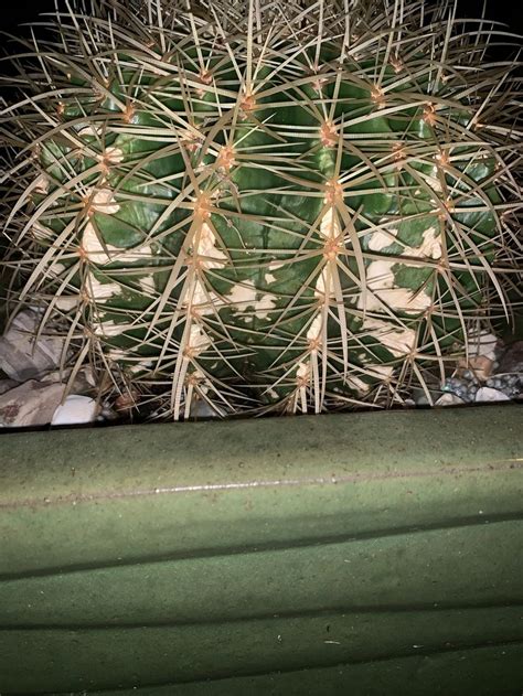 B.some plant chemical defenses are inducible; Cactus and Succulents forum: white spots on my Golden ...