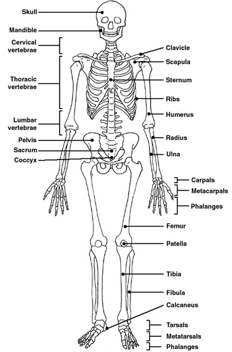 Skeletal System Diagram Labeled