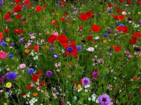 Wildflower Gardening How To Use Wildflowers And Native Plants