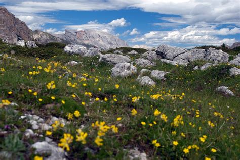 Yellow Wildflowers In The Dolomite Mountains Of Italy