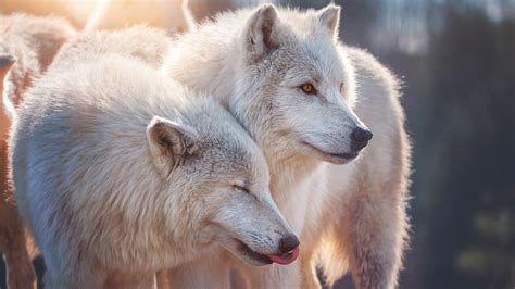 White Wolfs Hd Animals Wallpapers Hd Wallpapers Id 49444