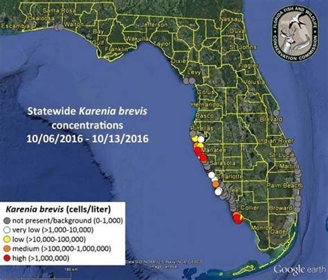 Red Tide Continues To Cause Problems In Sarasota Pinellas And Manatee