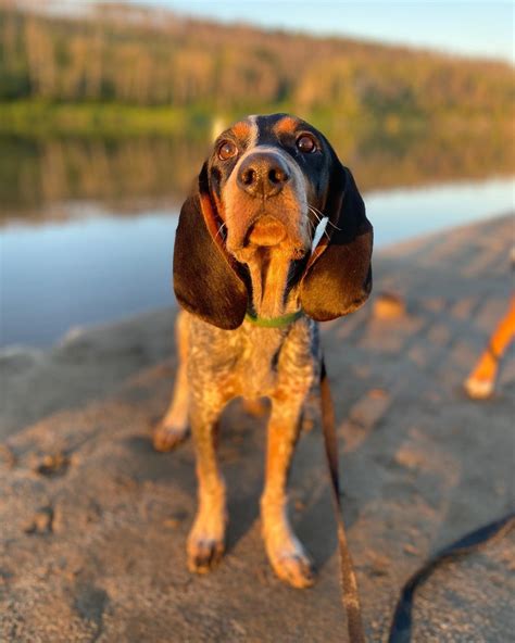 15 Amazing Facts About Coonhounds You Probably Never Knew Page 2 Of 5