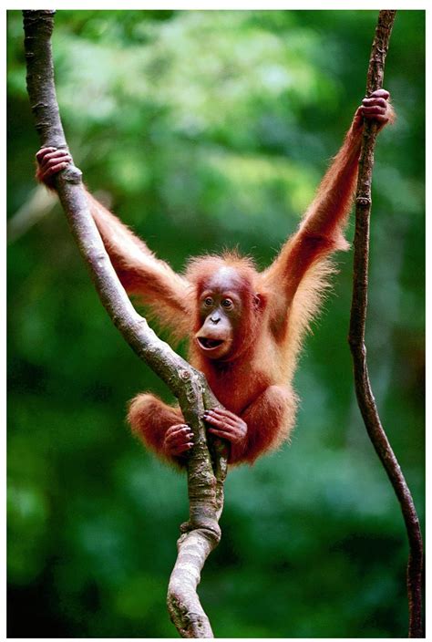 Baby Orangutan Adventures Free National Geographic Pix