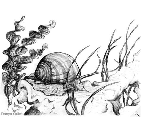 Animals drawing sea under illustrations & vectors. Snail illustration #Under #Water #Snail #Drawing #Pencil #Doodle #Sea #Creature #Art #Design ...