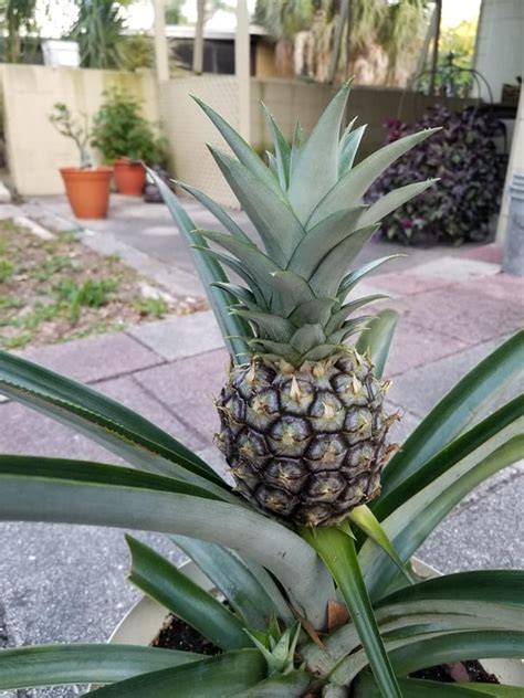 Top Ways To Grow And Propagate Baby Pineapple Plant Updated Current Year