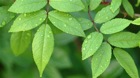 See more ideas about leaf wallpaper, wallpaper, succulents drawing. Green Leaves Wallpapers | PixelsTalk.Net