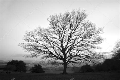 Single Bare Winter Tree In Black And White — Stock Photo