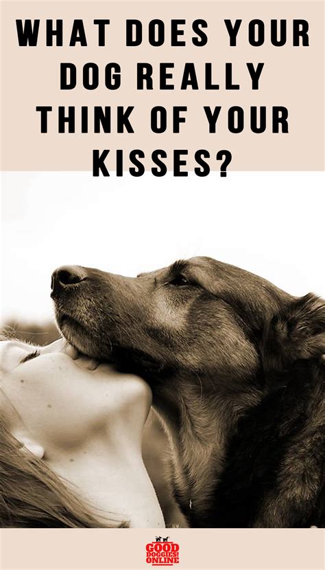 What Does Your Dog Really Think Of Your Kisses Good Doggies Online