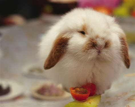 Cute Bunny Pictures We Need Fun