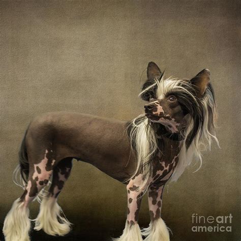 The hairless and the powderpuff. Chinese Crested Dog Hairless Photograph by Eva Lechner