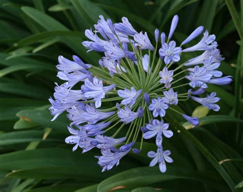 Agapanthus African Lily Lily Of The Nile A To Z Flowers