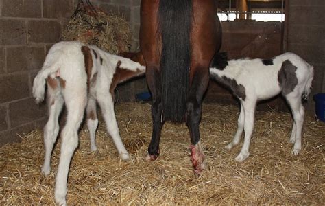 Rescued Mare Gives Birth To Twin Foals Horse And Hound