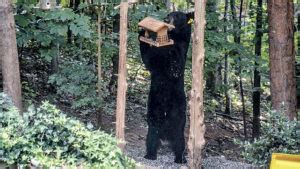 Black bears in alabama are normally black with a brown muzzle and an occasional white blaze on the chest. More Black Bear Sightings Across the Region - Alabama News