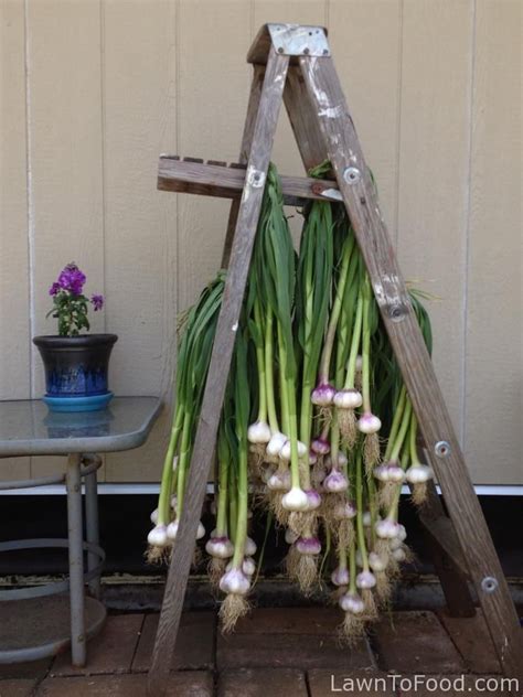 Large cloves seem to produce the largest. Harvested soft neck garlic from the frontyard vegetable ...