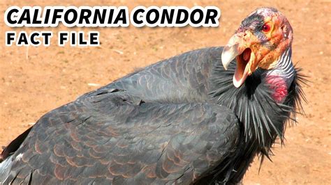 California Condor Facts Rarest Bird In America Animal Fact Files