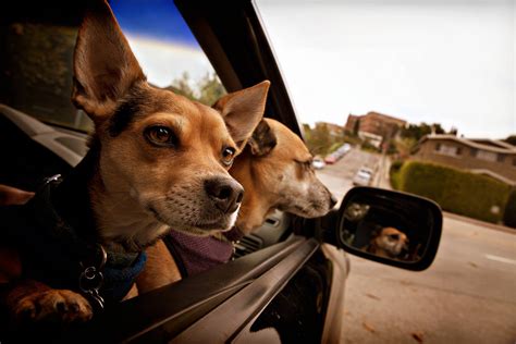 We would like to show you a description here but the site won't allow us. 13 Pics Of Dogs On The Go - Dogtime
