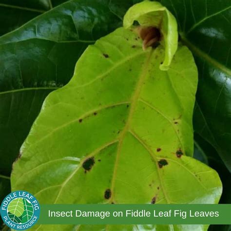 Insect Damage On Fiddle Leaf Fig Leaves The Fiddle Leaf Fig Plant
