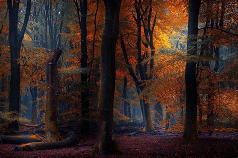 Wallpaper Sunlight Trees Landscape Fall Leaves Night Nature