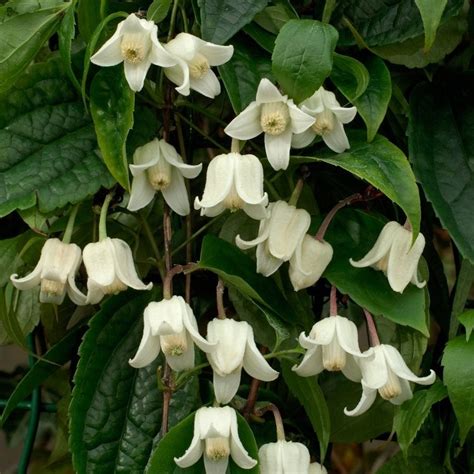 Clematis Winter Beauty Evergreen Hardy Winter Blooming Climber