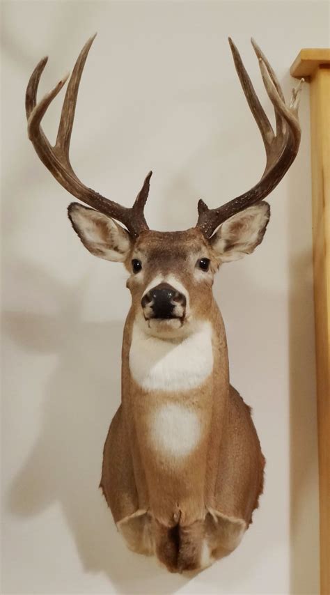 Whitetail Deer Shoulder Mount 4x5 Non Typical