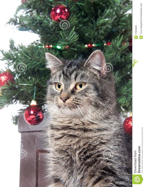 Cute Tabby Cat In Front Of Christmas Tree Stock Photo
