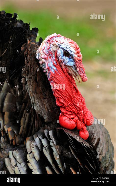 Turkey Head Turkey Krupnyj Plan Bird Eye Turkey Head Beak 12 Inch By