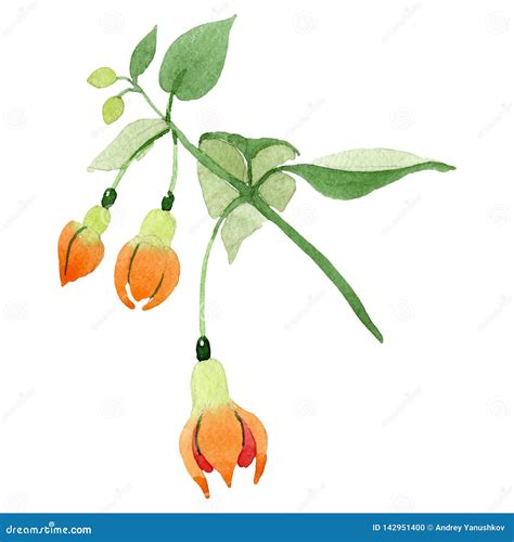 Orange Fuchsia Floral Botanical Flower Watercolor Background